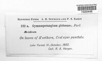 Gymnosporangium globosum image